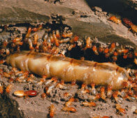 termites control services in nairobi