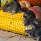 rat control in nairobi