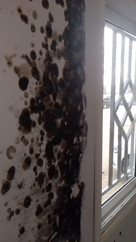 mold removal in nairobi ,Kenya