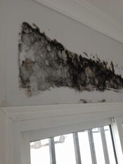 mold discovered on the walll