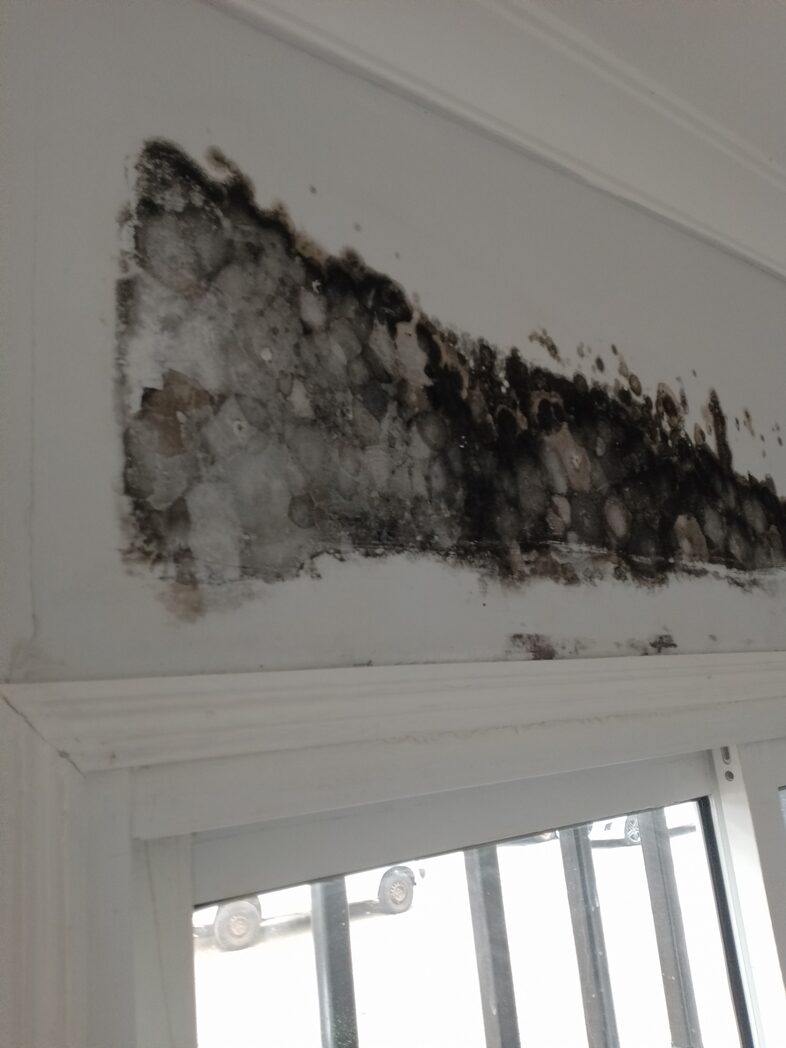 mold inspection in Nairobi