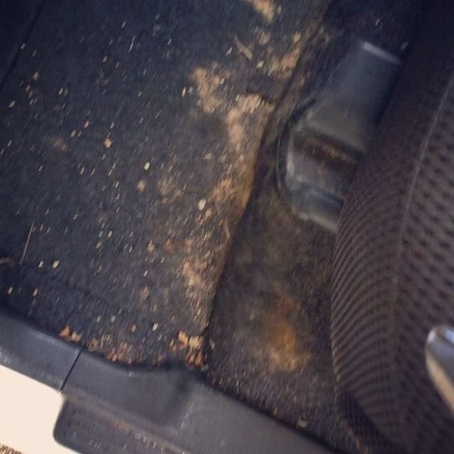 car mold removal
