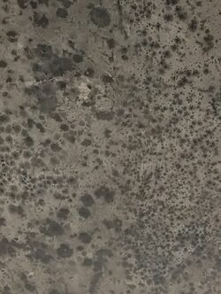 mold removal services in Nairobi