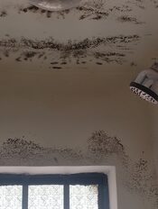 mold removal in nairobi ,Kenya