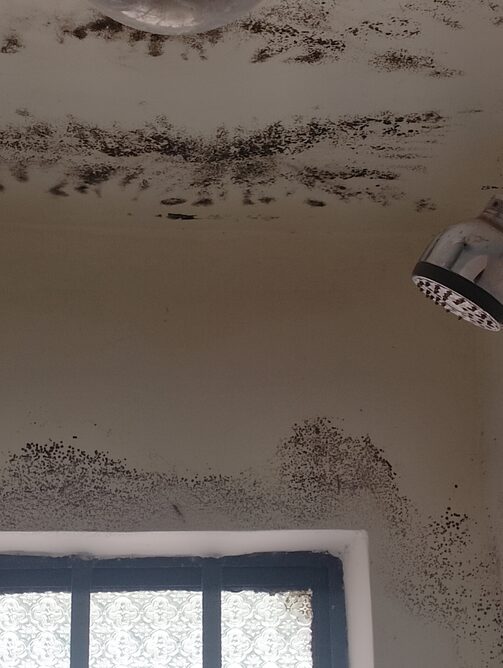 mold remediation services
