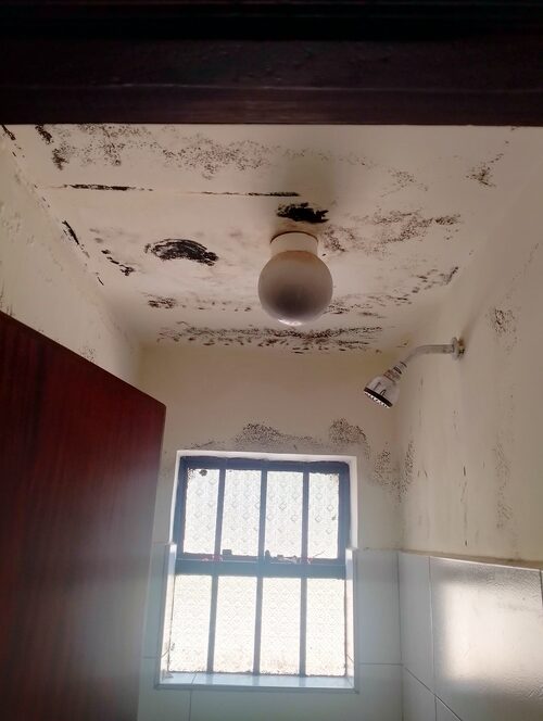 mold removal services in Nairobi