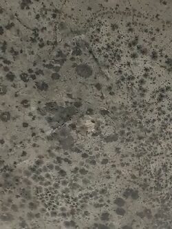 Black mold in the ceilling