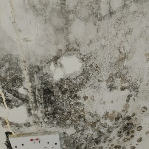 Black mold in the walls