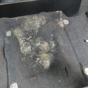 mold growing on car mat