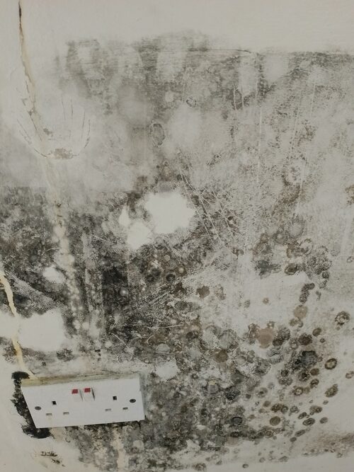 mold discovered on the walll