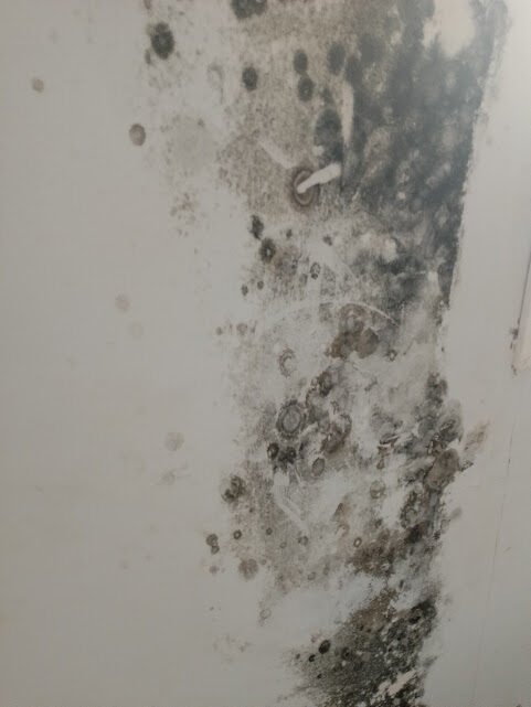 Black mold in the walls
